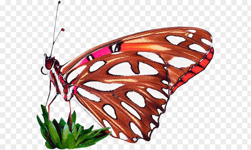 Butterfly Monarch Butterflies & Moths Glow Pack In The Dark PACK. PNG
