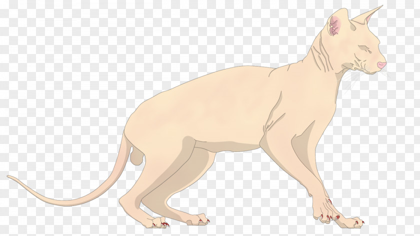 Cat Whiskers Paw Terrestrial Animal Puma PNG