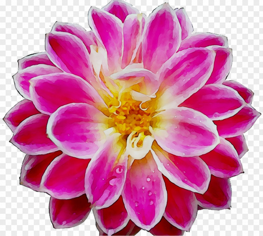 Corinth PeekYou Dahlia Chrysanthemum Floristry PNG