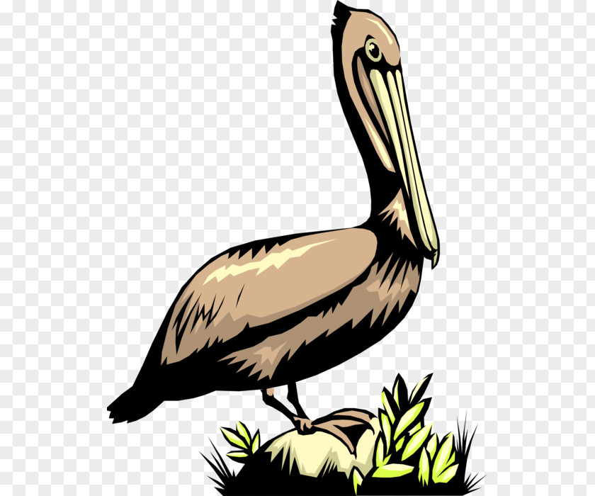 Goose Pelican Cygnini Duck Water Bird PNG