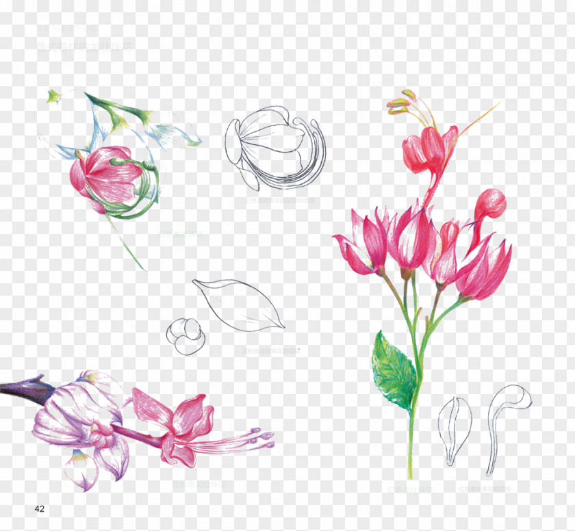 Hanging Bell Flower Anatomy Picture Material Floral Design PNG
