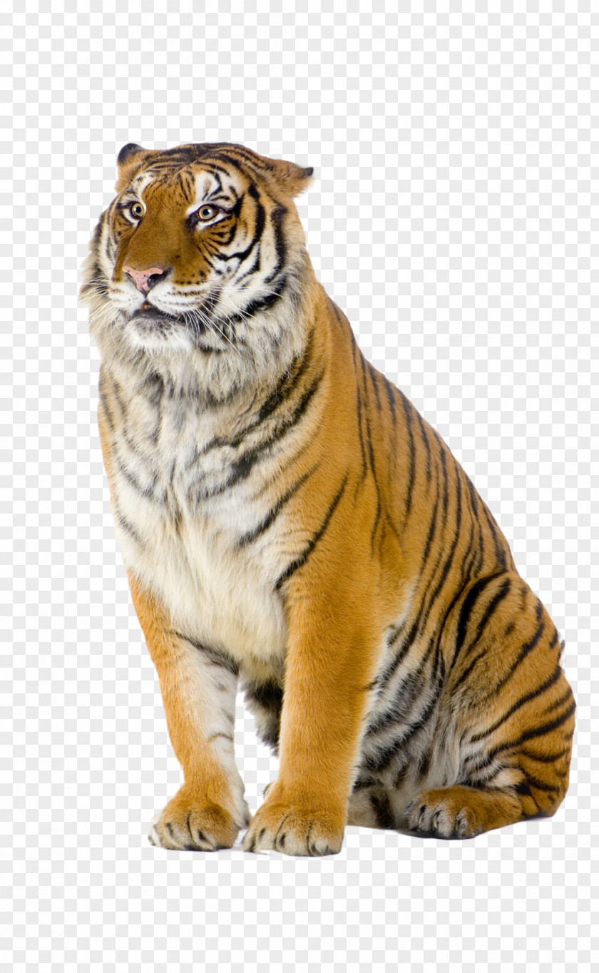 Tiger Bengal Cat Stock Photography PNG
