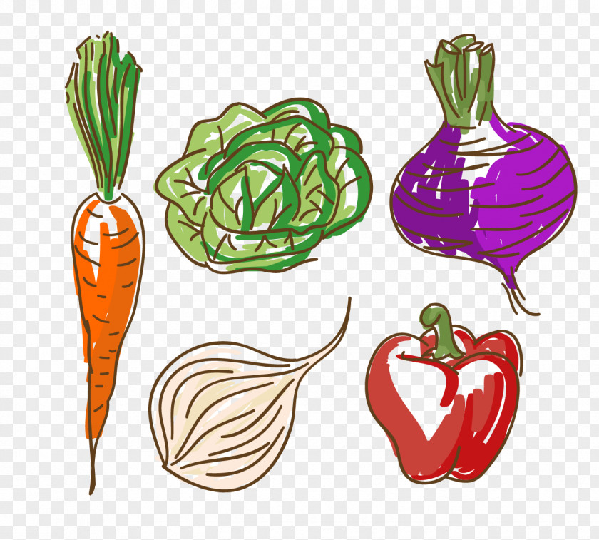 Vector Vegetables Carrots Vegetable Carrot Food Capsicum Annuum PNG