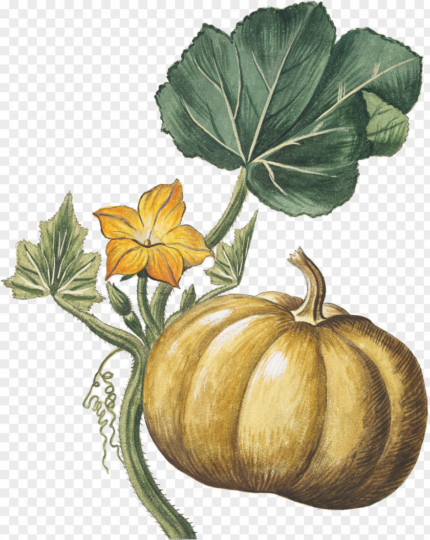 Autumn Harvest Pumpkin Gourd Botanical Illustration Botany PNG