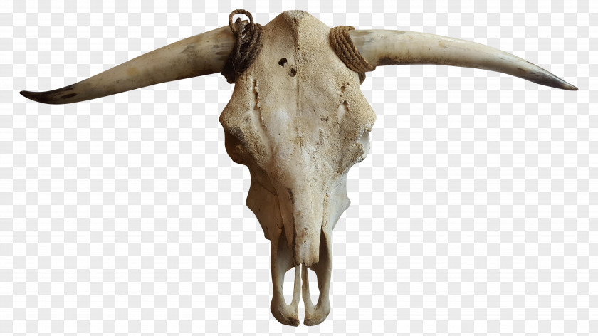 Cow Skull Cattle Goat Horn Bone PNG