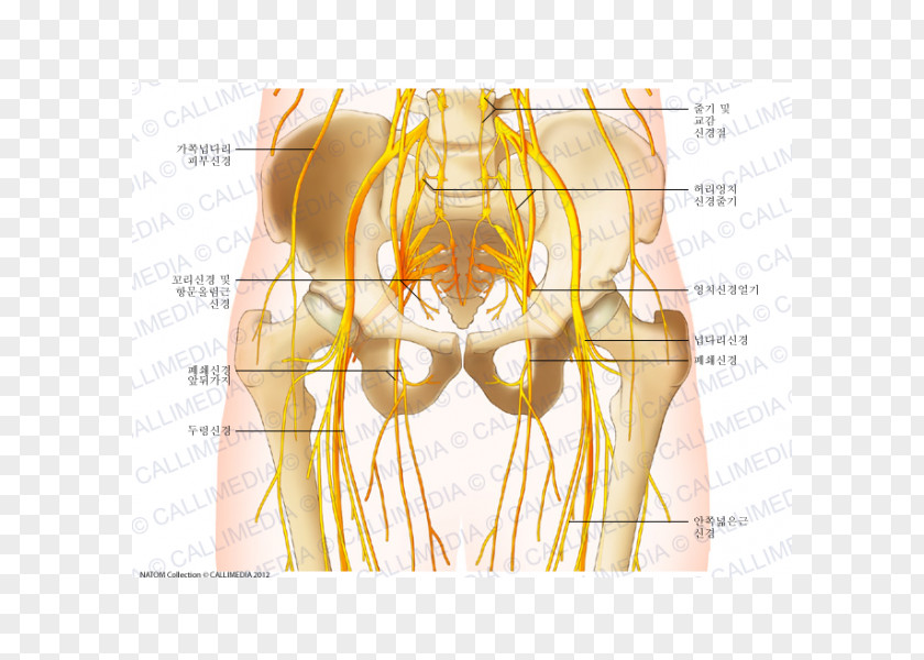 Nervous System Pelvis Nerve Hip Human Anatomy Body PNG