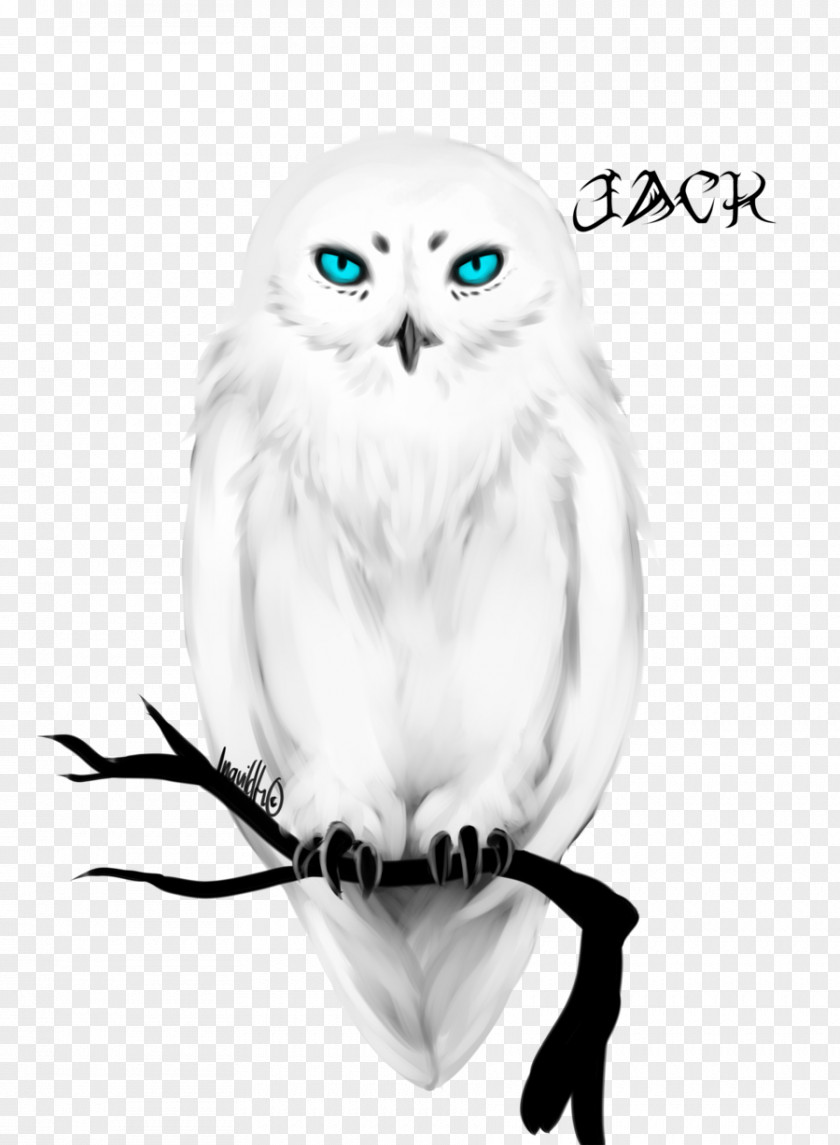 Owl Eye Photography Blue PNG