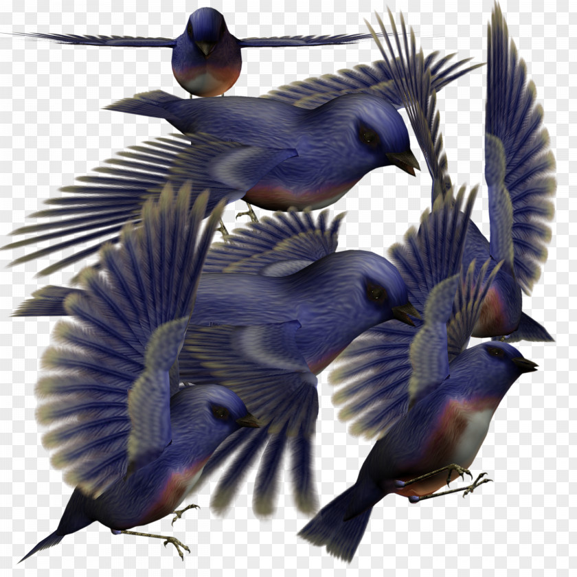Blue Birds Bird Parrot Download PNG