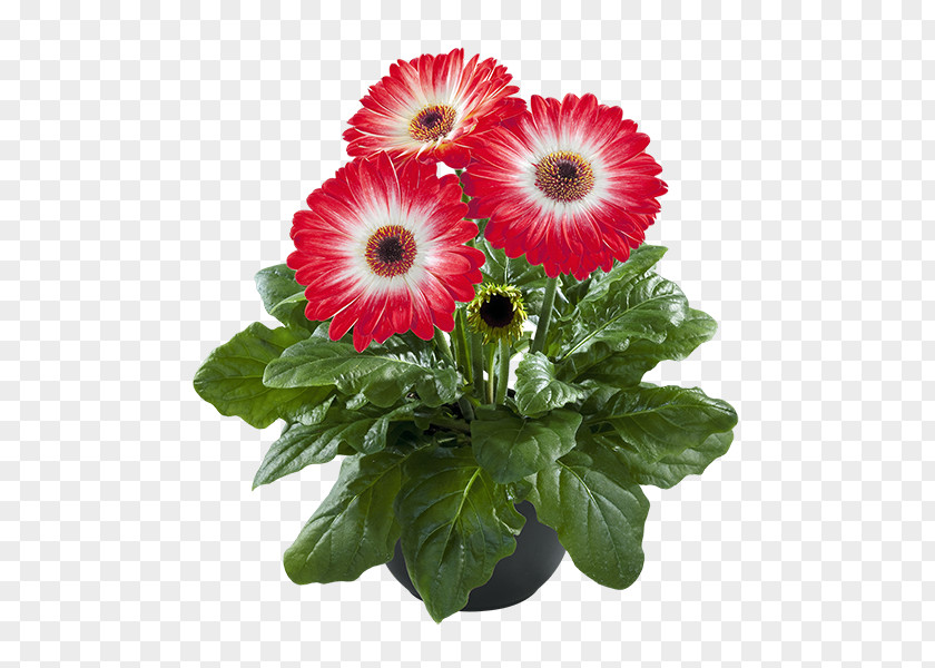 Flower Cut Flowers Transvaal Daisy Flowerpot Floral Design PNG