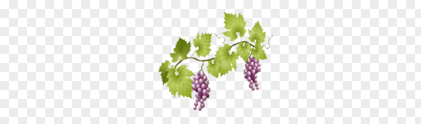 Grapes On Vine PNG on Vine, purple grapes art clipart PNG