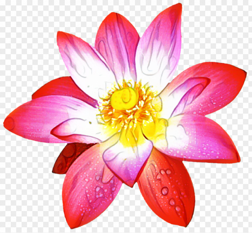 Perennial Plant Blossom Pink Flower Cartoon PNG