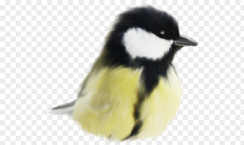 Bird Cute Birds Animal PNG
