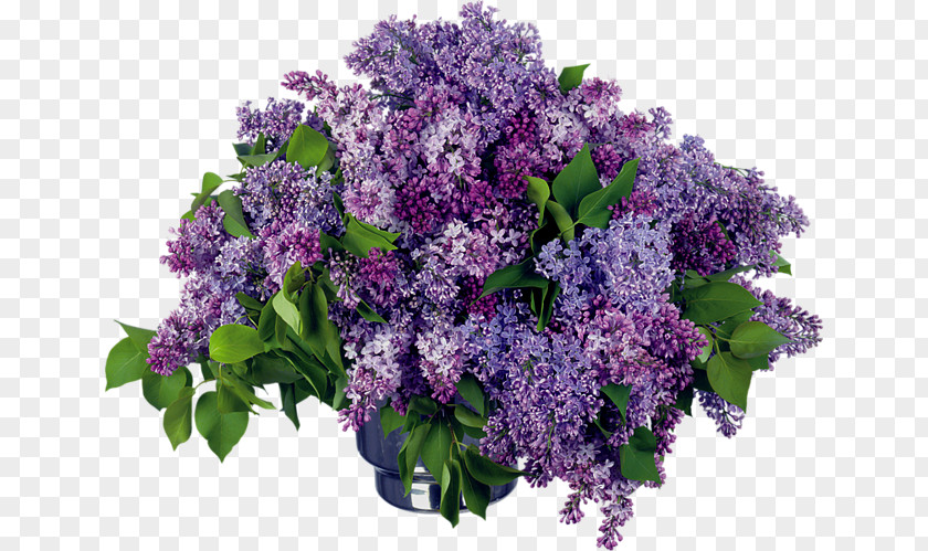 Flower Desktop Wallpaper Image Day Of HR Specialist Lilac PNG