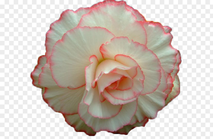 Flower Garden Roses Cabbage Rose Animaatio PNG