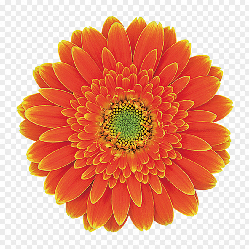 Flower Transvaal Daisy Cut Flowers Floristry Floral Design PNG