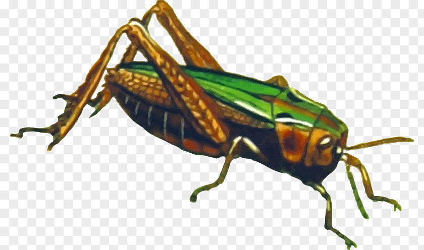 Insect Clip Art Grasshopper Image PNG