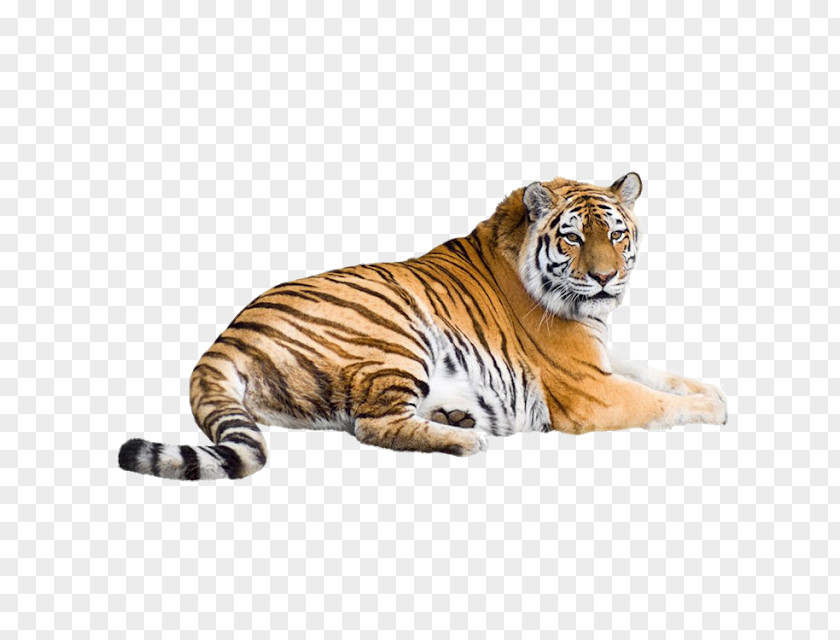 Lion Felidae Liger Bengal Tiger Siberian PNG