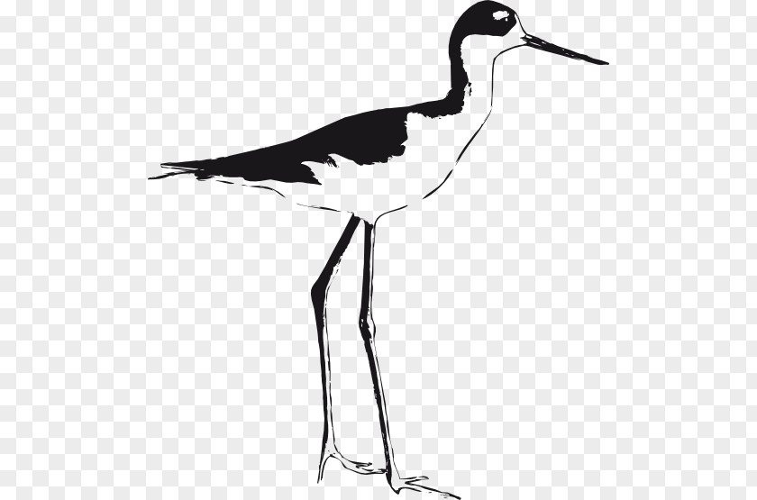 Prospect Cliparts Bird Black-necked Stilt Black-winged Clip Art PNG