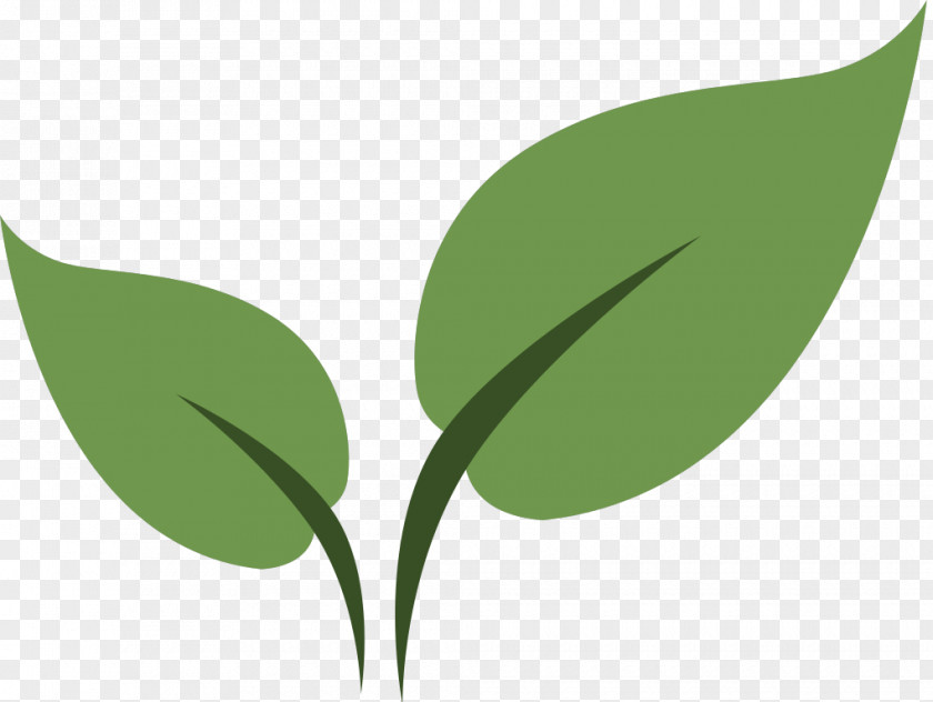 Seed Leaves Paleo F(x)™ / Health HQ Xeriscaping Landscaping CodePen PNG
