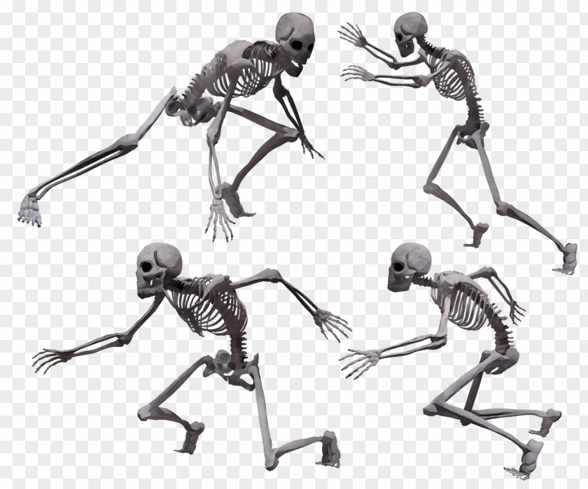 Balance Drawing Skeleton Human Joint Leg Ant PNG