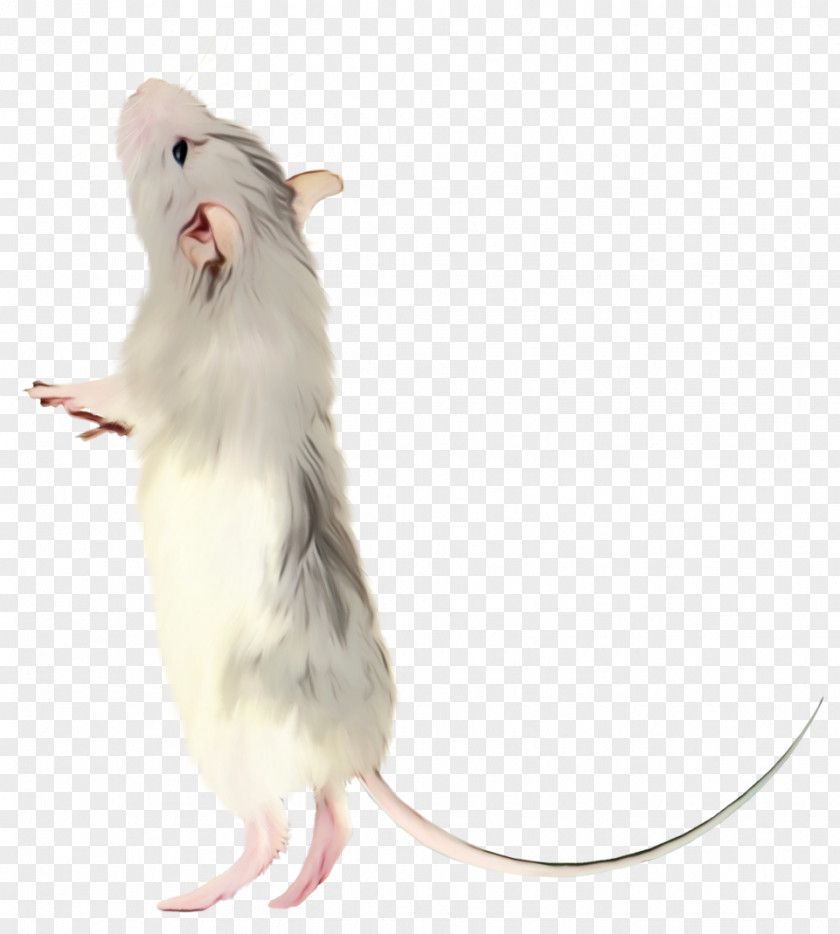 Beige Tail Hamster Background PNG