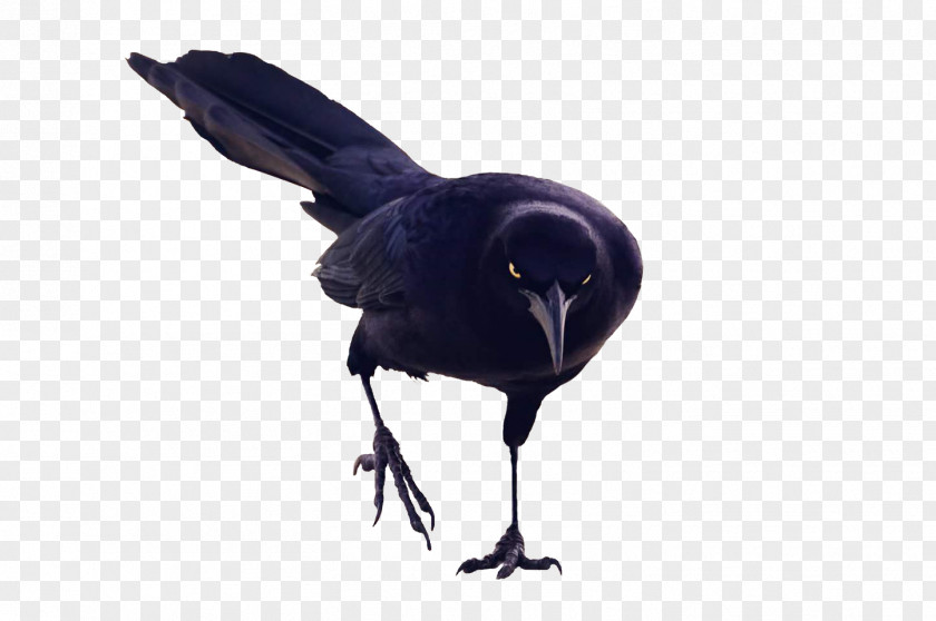 Crypt Keeper American Crow Rook New Caledonian Bird Raven PNG