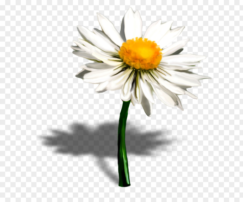 Flower Common Daisy Oxeye Petal Family PNG