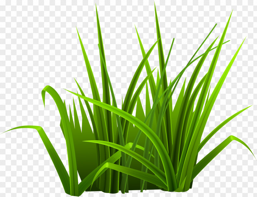 Small Fresh Green Grass Download PNG