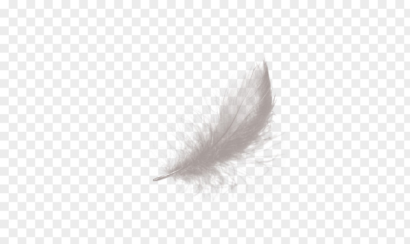 Valentine Feather White Black PNG