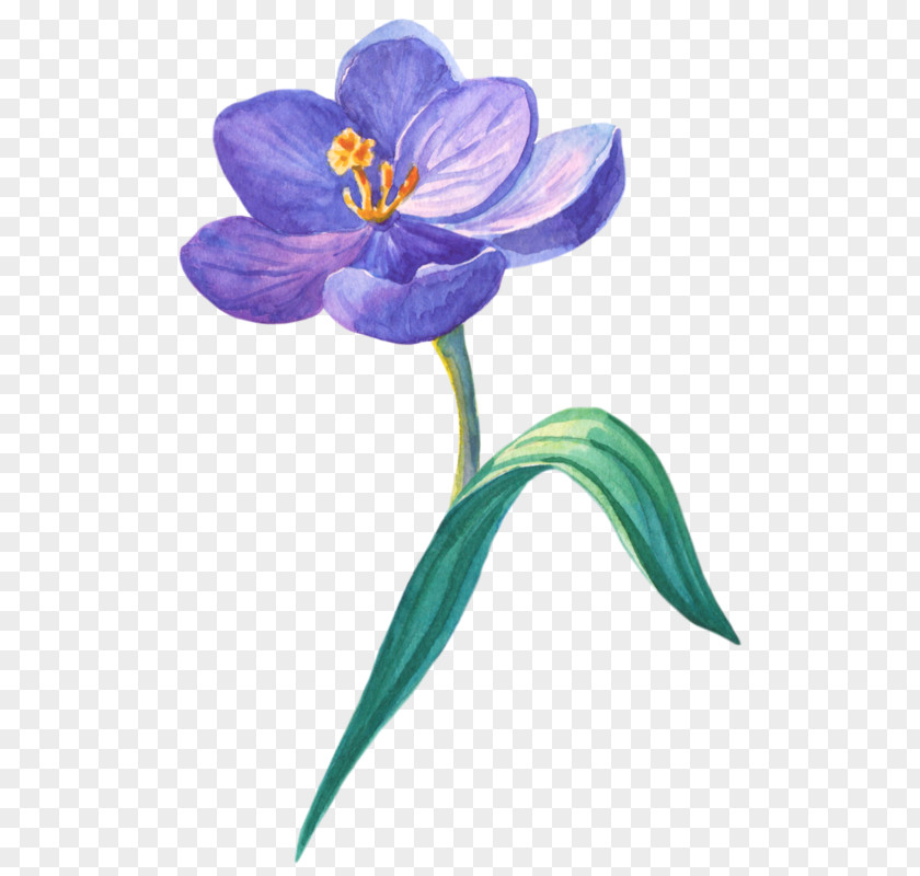 Dayflower Family Wildflower Blue Iris Flower PNG
