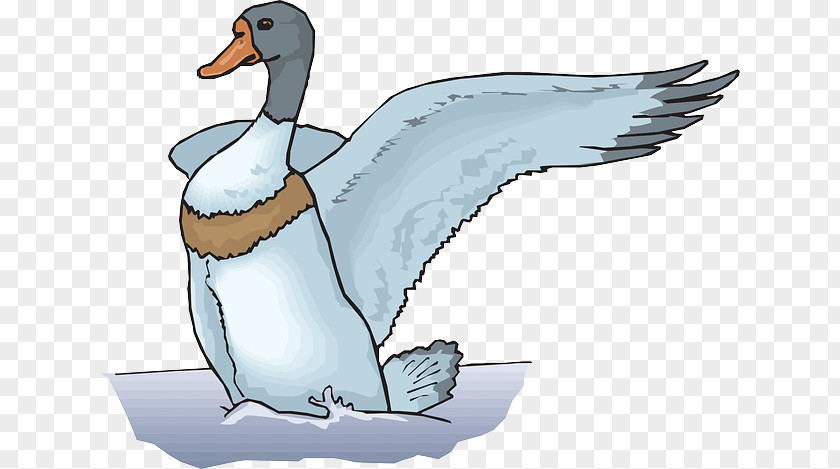 Duck The Ugly Duckling Cygnini PNG