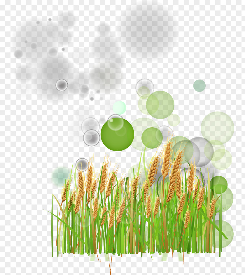 Green Wheat PNG
