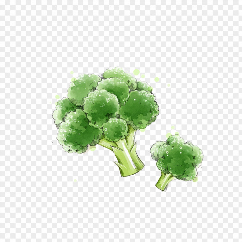 Hand-painted Vegetable Broccoli PNG