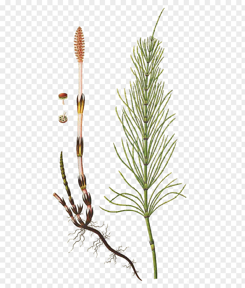 Horsetail Twig Equisetum Grasses Plant Stem Pine PNG