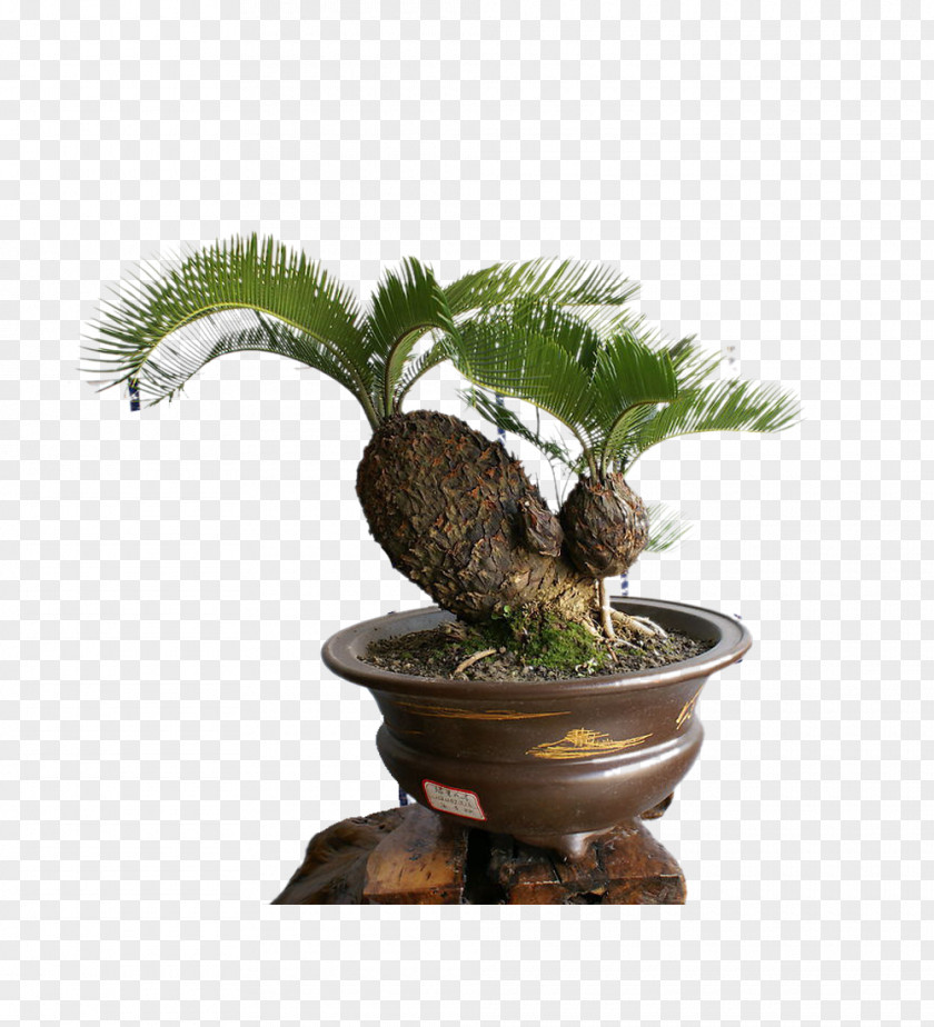 Tree Sago Palm Cycas Rumphii Bonsai Evergreen Flower PNG