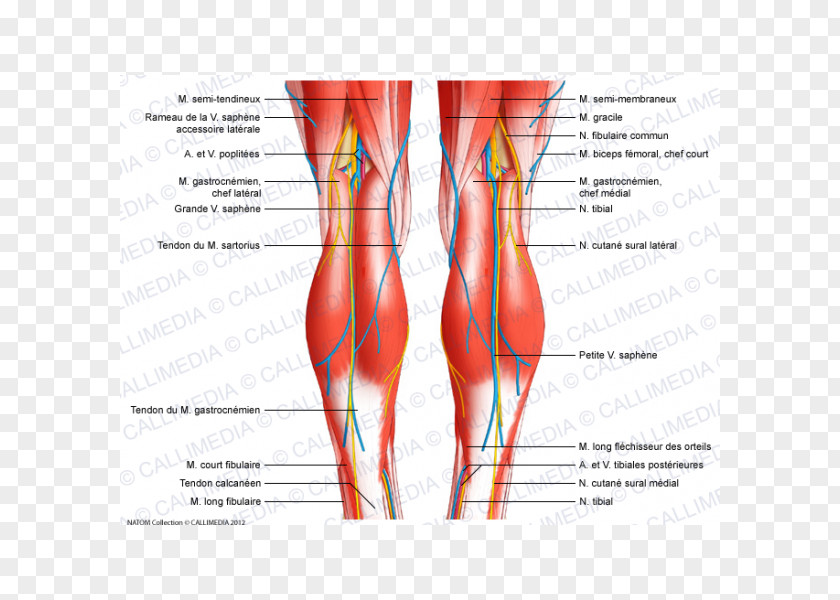 Apparatus Knee Human Body Anatomy Tendon Ligament PNG