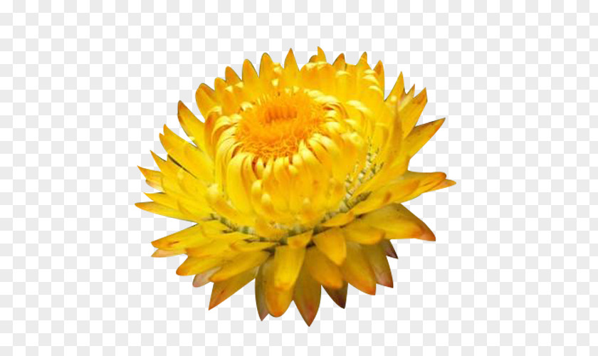 Chrysanthemum Flowers Picture Material Petal Clip Art PNG