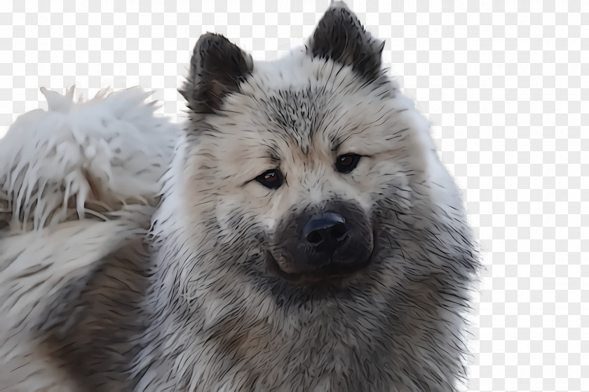 Dog Greenland Eurasier Spitz German PNG