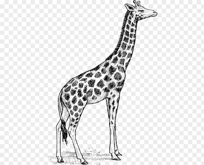 Giraffe Sketch Drawing Clip Art PNG