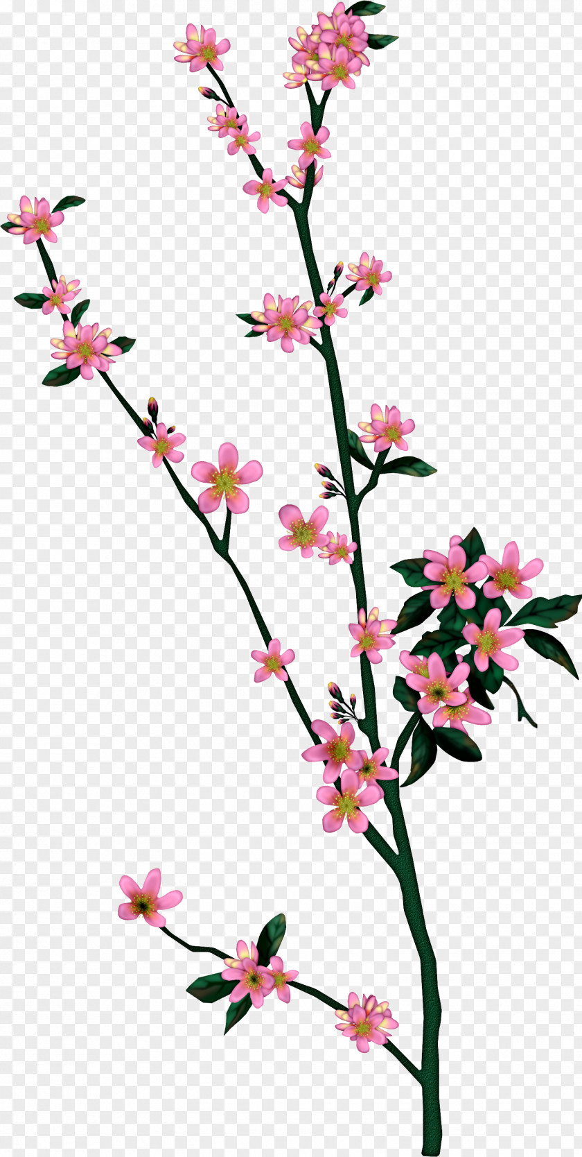 Lilac Branch Tree Drawing Leaf Blossom PNG