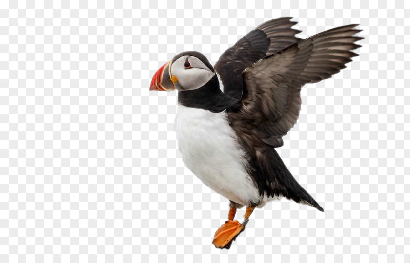 Bird Puffin Atlantic Beak Seabird PNG