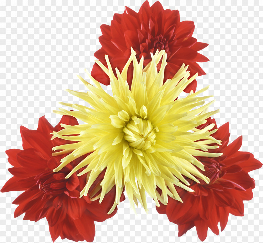 Chrysanthemum Flower Plant PNG