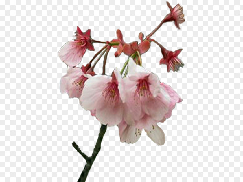 Flower Spring Cherry Blossom Plant Stem Bud PNG