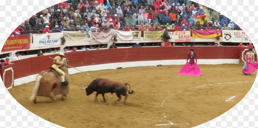 Bull Bullfighting Bullring Bullfighter Rodeo PNG