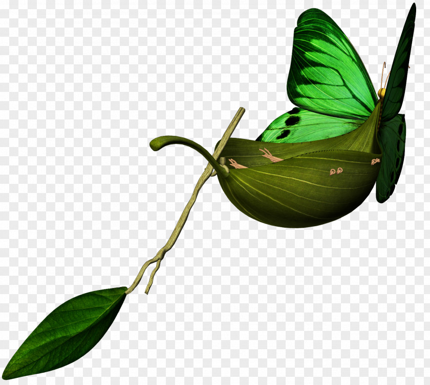 Butterflies M. Butterfly Insect Pollinator Leaf PNG