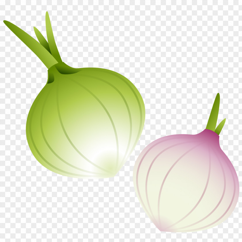 Hand-painted Onion Red Vegetable PNG