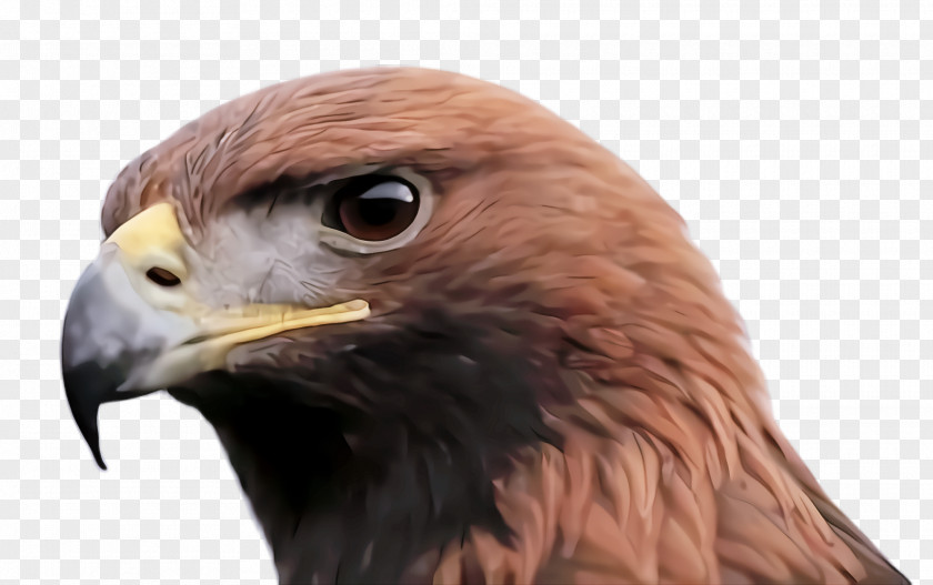 Peregrine Falcon Accipitridae Bird Beak Of Prey Golden Eagle Hawk PNG