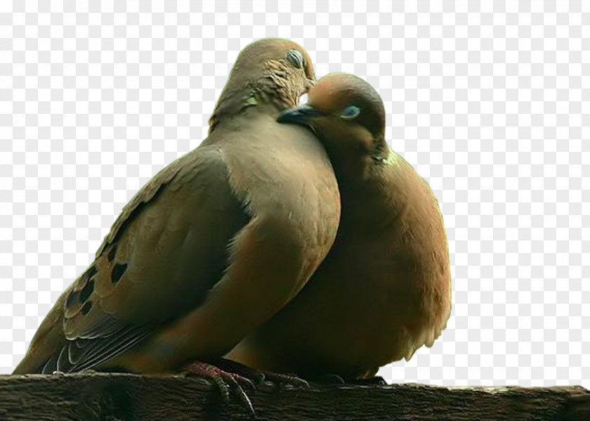Bird Domestic Pigeon Owl Clip Art PNG