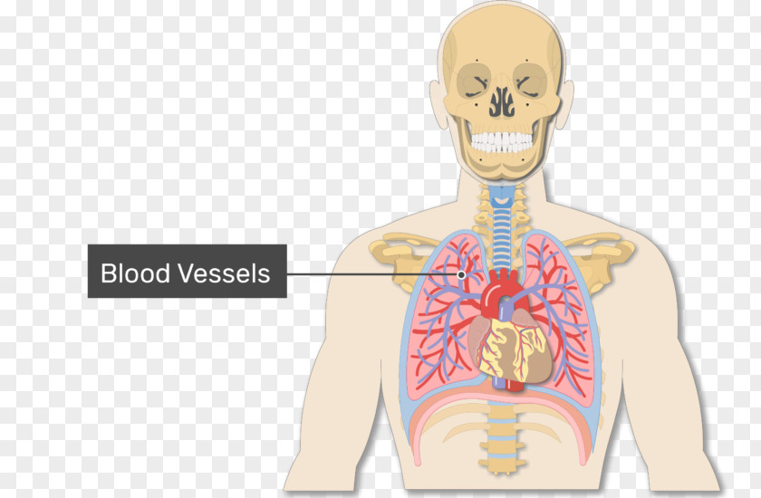 Blood Lung Vessel Alveolar Duct Anatomy PNG