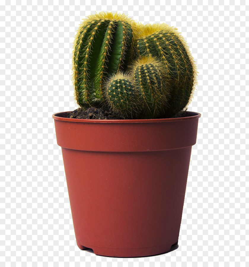 Creative Potted Cactus Cactaceae Flowerpot Echinopsis Oxygona Photography PNG